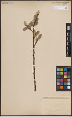 Foto von Salix caprea L.